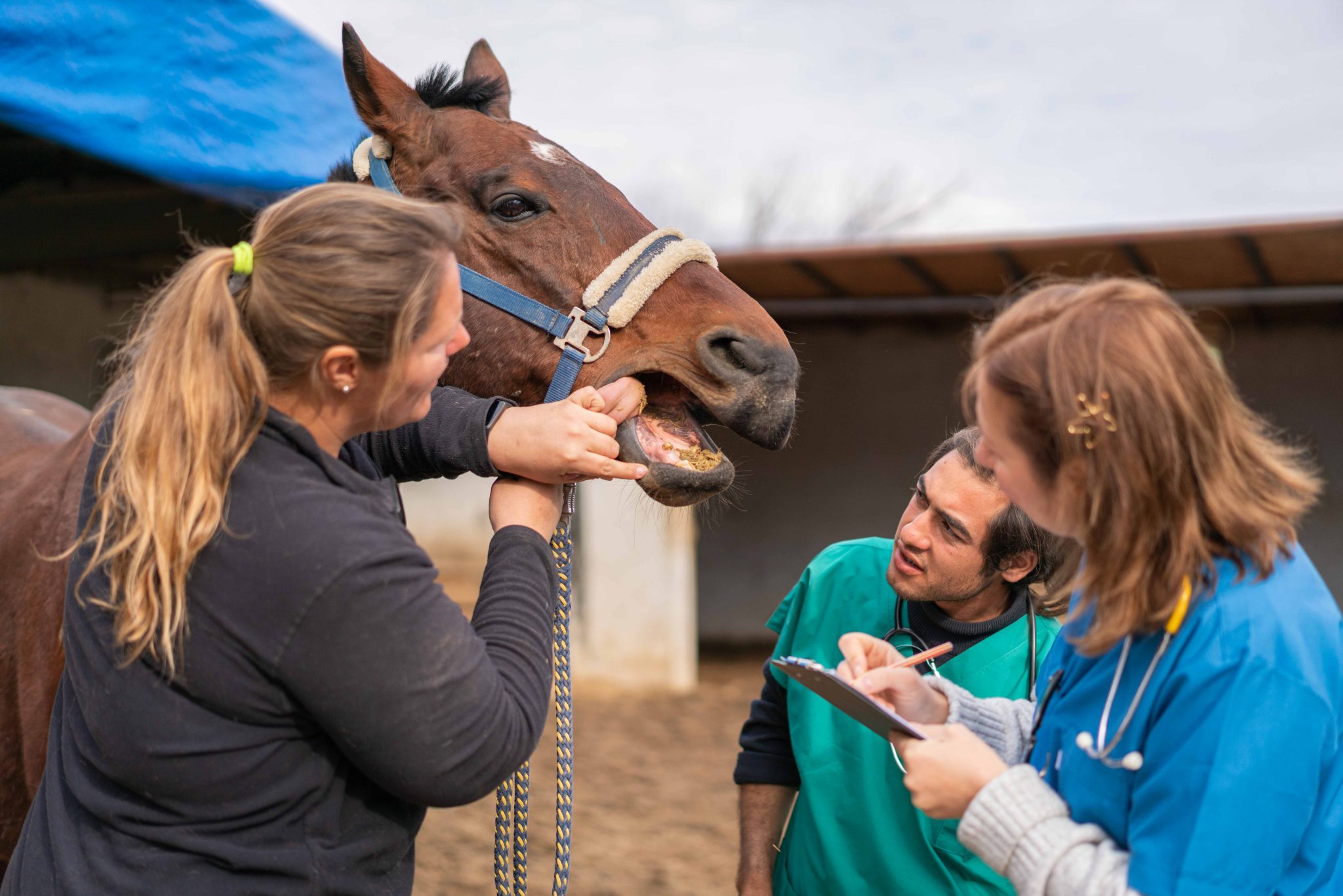 Horse Health Tips Examining a horse's mouth Equus Magazine