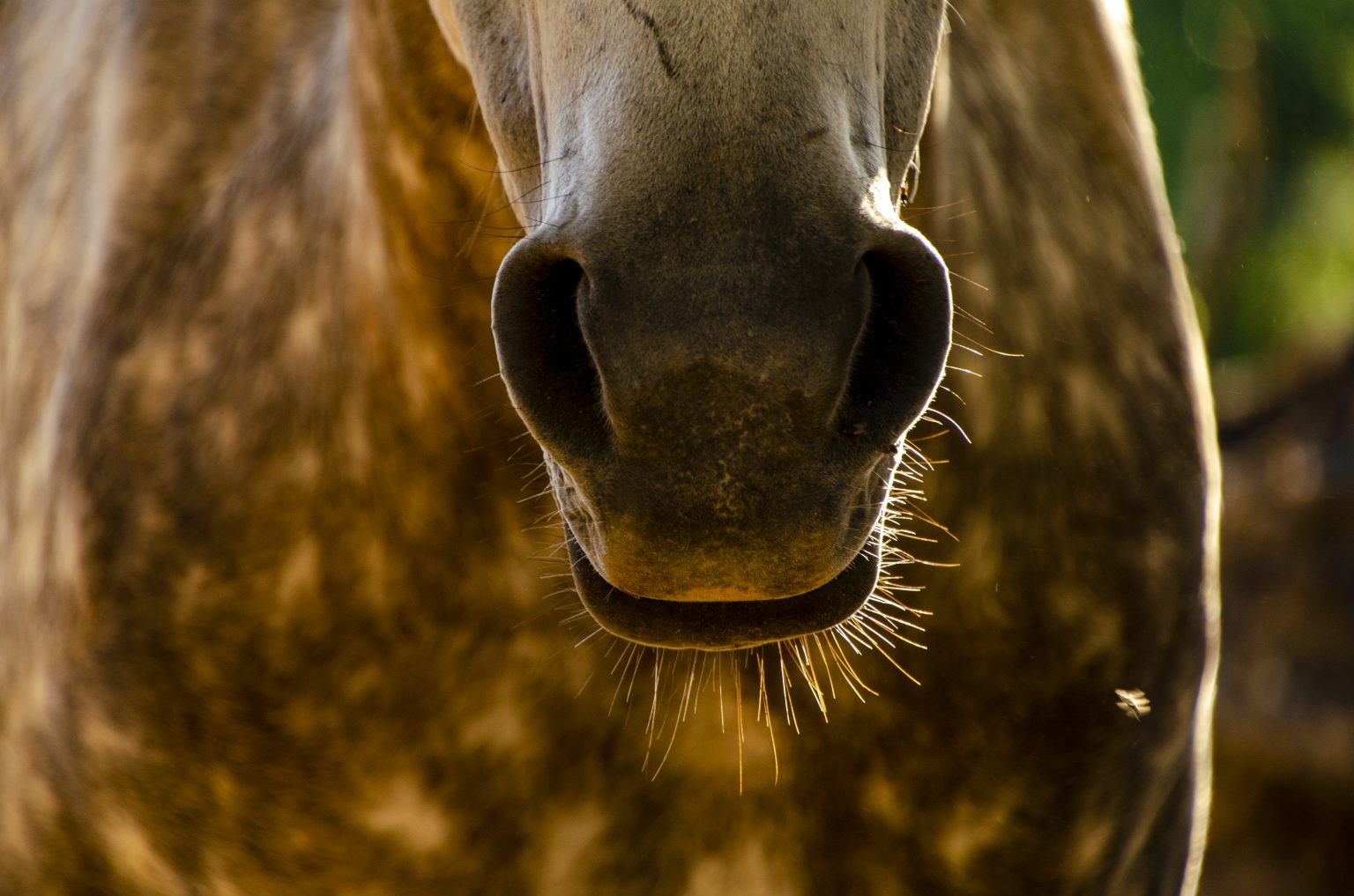 How to help a horse in respiratory distress Equus Magazine