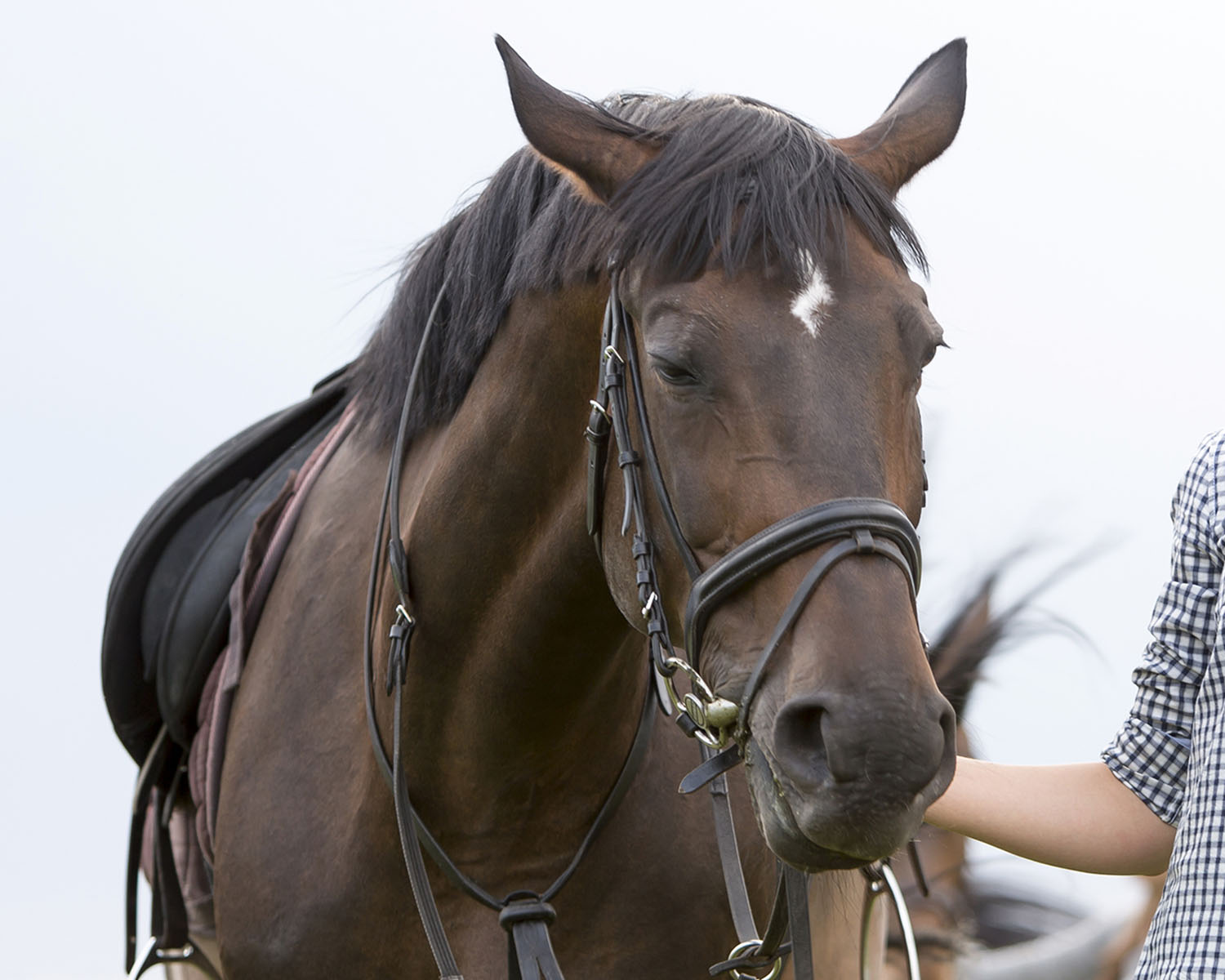 3 things to do when horse ties up Equus Magazine