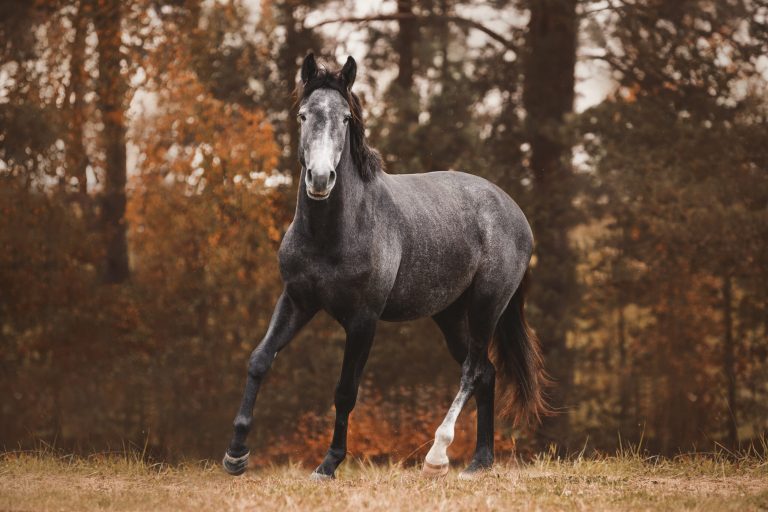 portrait of trakehner mare horse trotting on green meadow on for