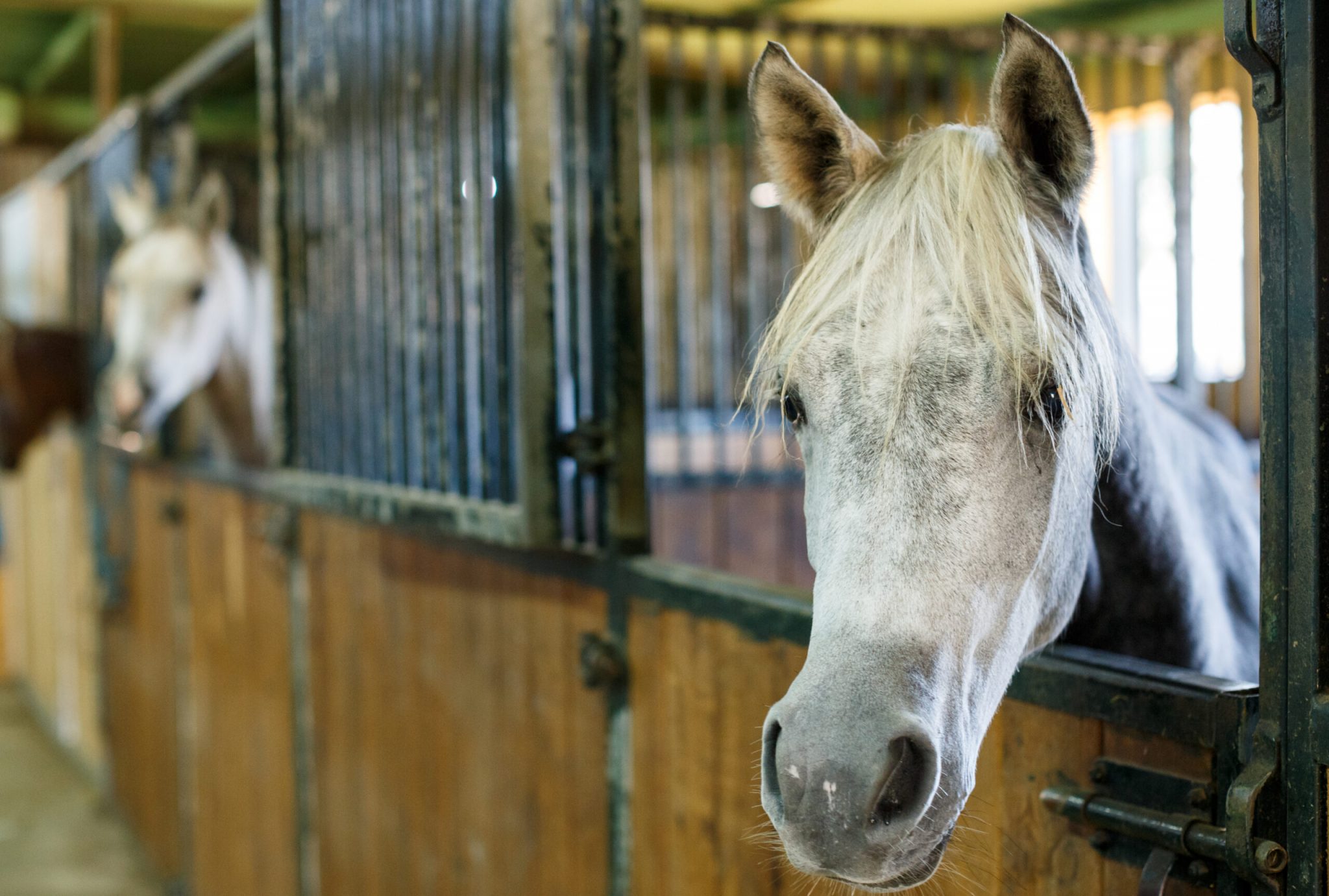 Is agricultural lime safe for horse stalls? Equus Magazine
