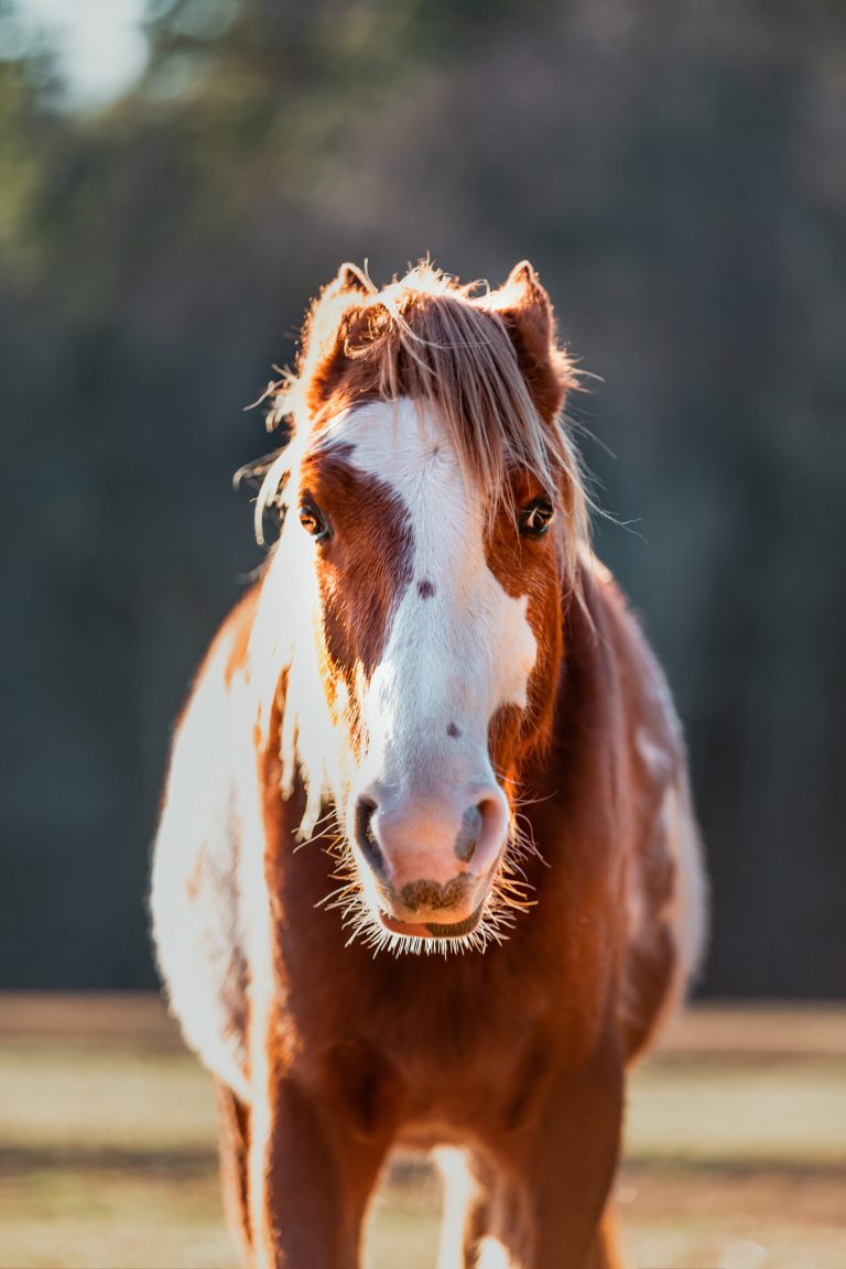 angry horse