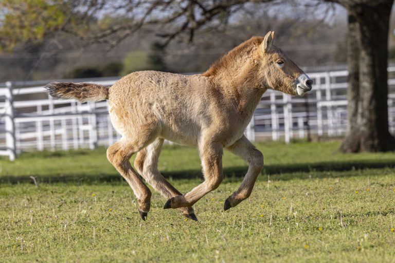 Image of second clones Przewalksi's Horse foal (c) by Jaimie Wells