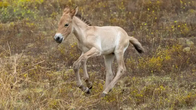 New Przewalski's Horse foal at San Diego Zoo Safari Park