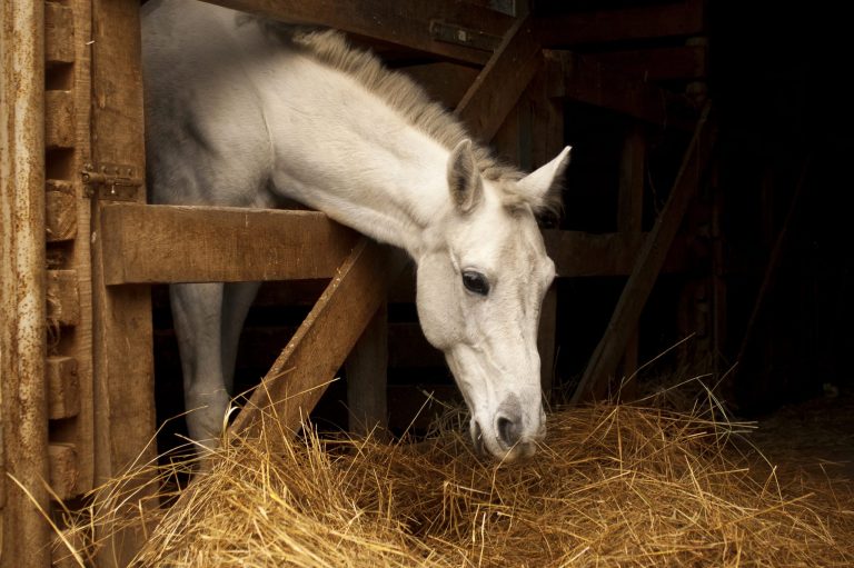 White horse eating hay (straw, grass) in the stable. A farm animal on the dark background. Profile of chewing horse head
