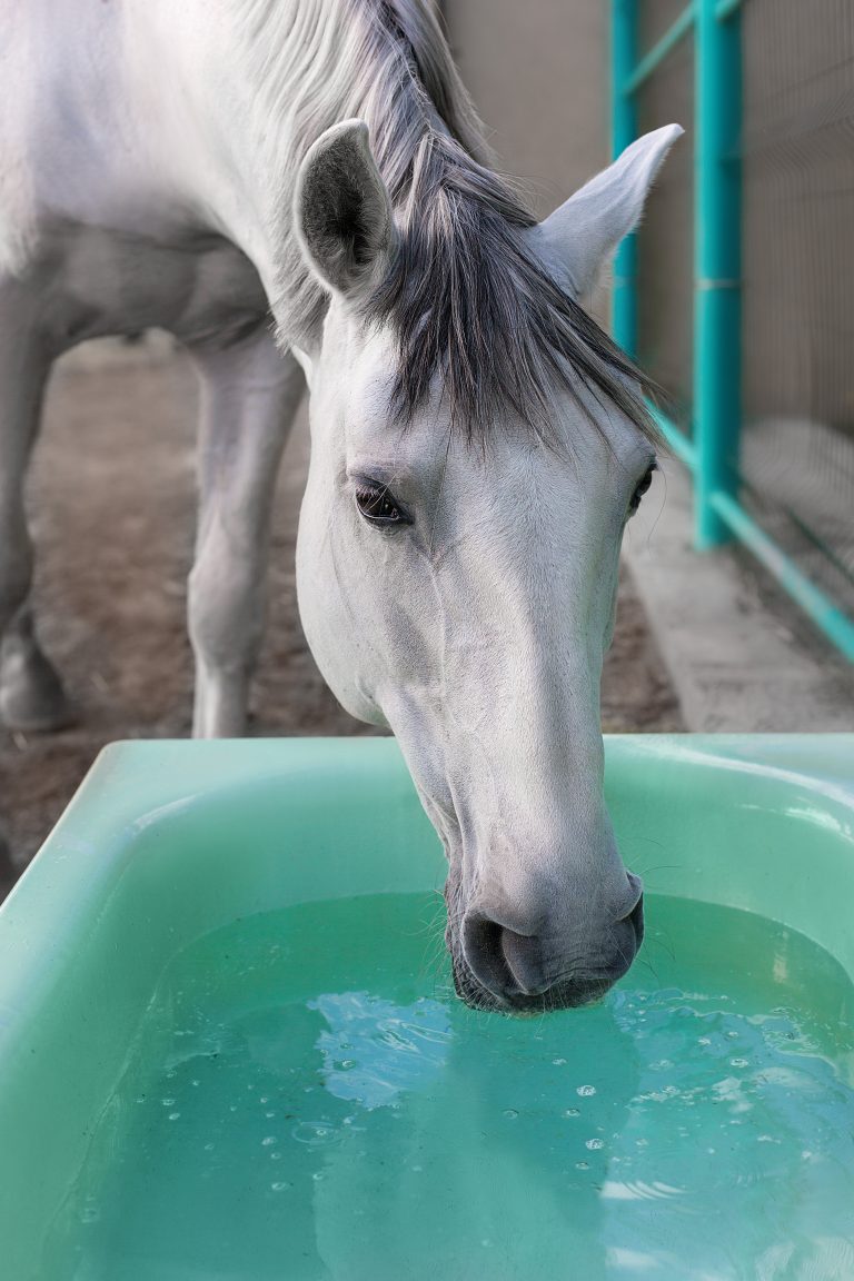 Horse drinking from a water trough on a hot summer day