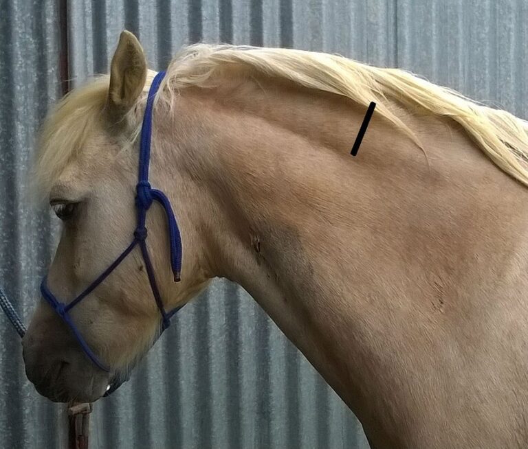 A-pony-with-a-cresty-neck-A-crest-neck-is-an-enlarged-fat-deposit-along-the-nuchal