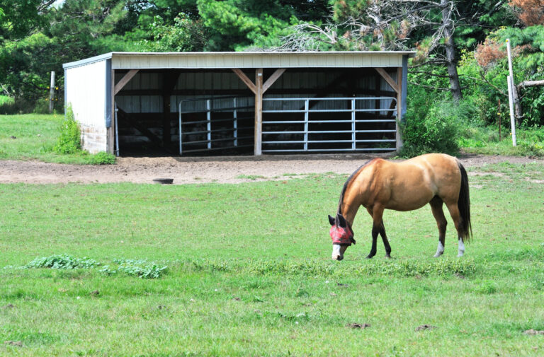 Horse with Fly Mask