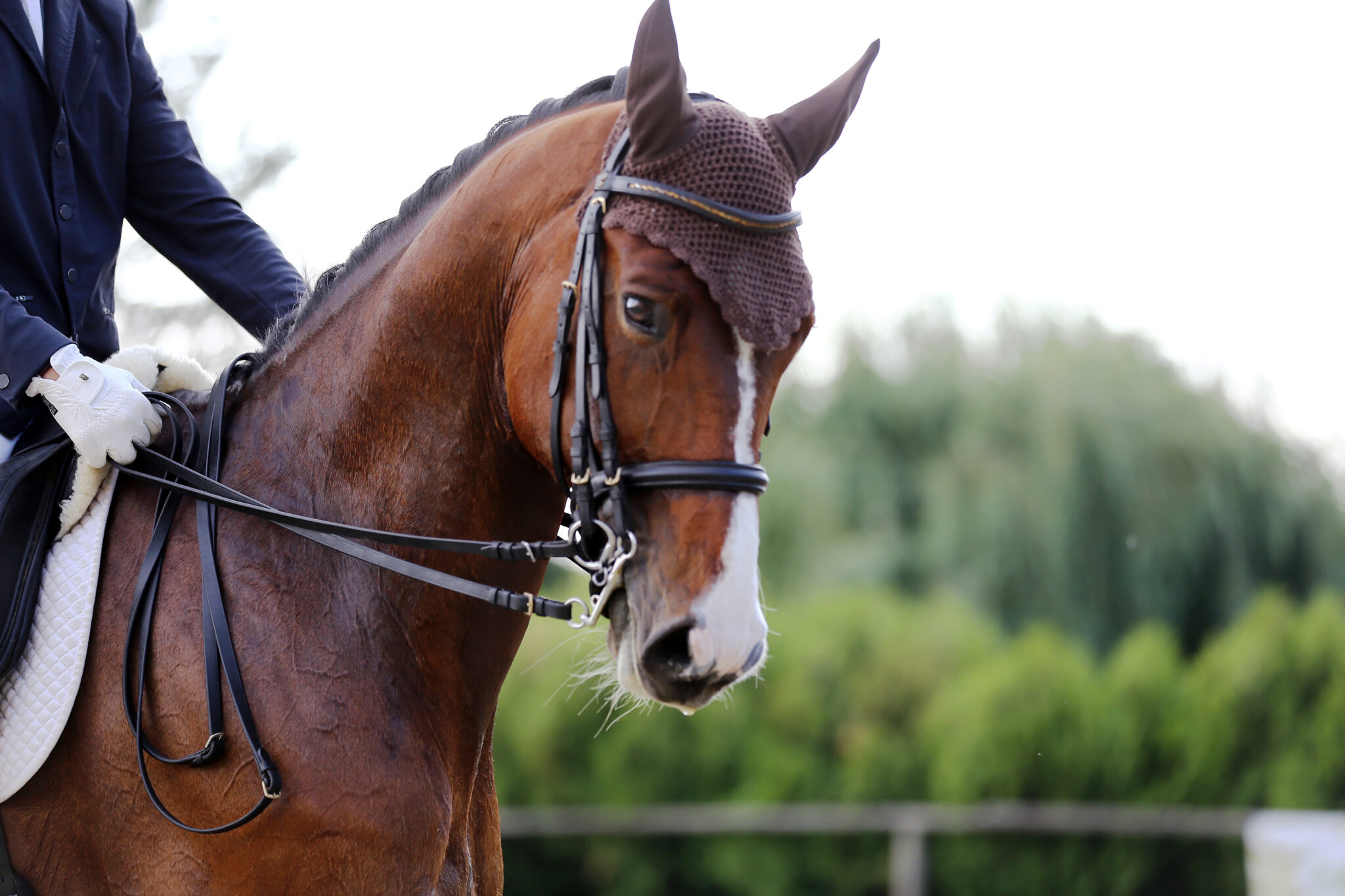 What science says about ear covers for horses Equus Magazine