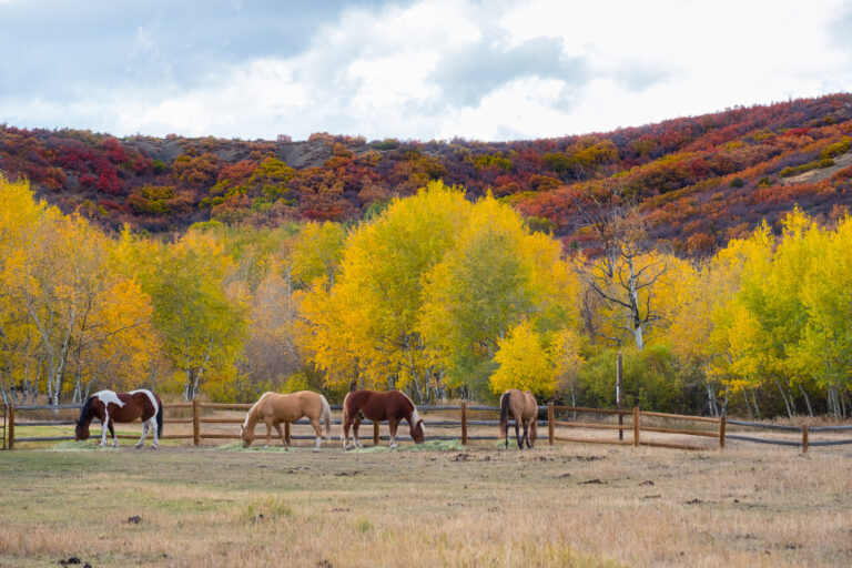 Autumn Ranch