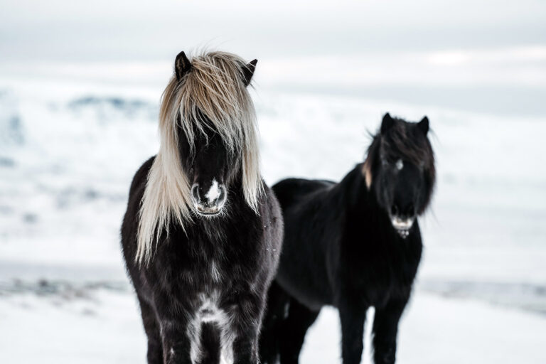 Icelandic horses in the snow
