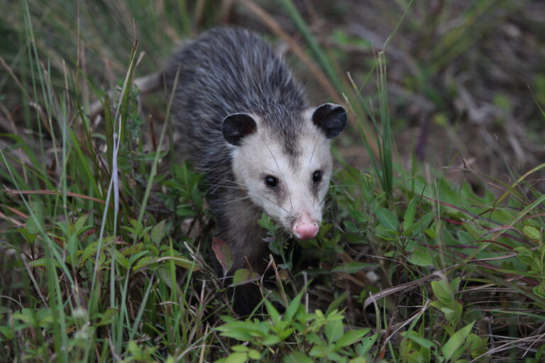 Virginia Opposum