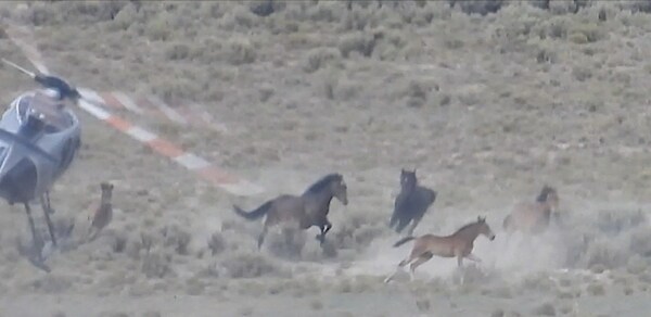 Federal Court Supports Wild Horse Advocates Against BLM in Groundbreaking Ruling