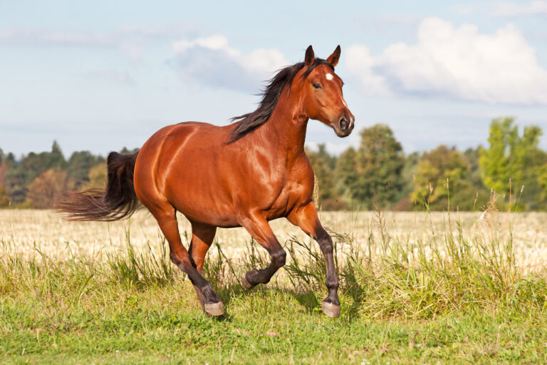 Nice brown horse running on the pasture in summer