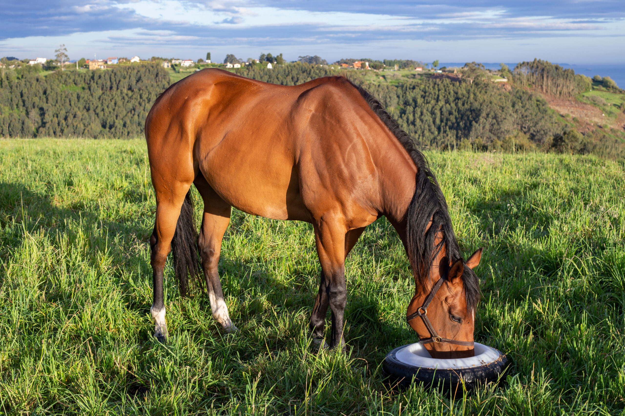 How Does Extruded Feed Support A Healthy Gut? Equus Magazine