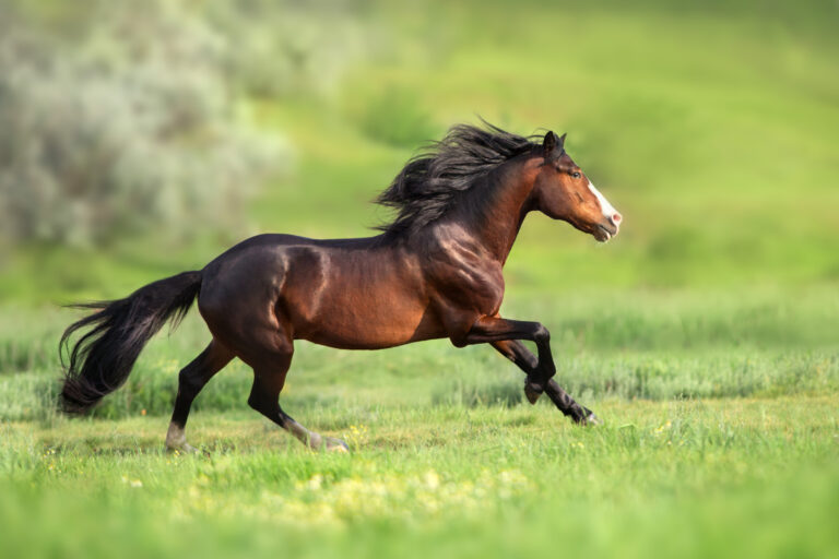 Bay horse run