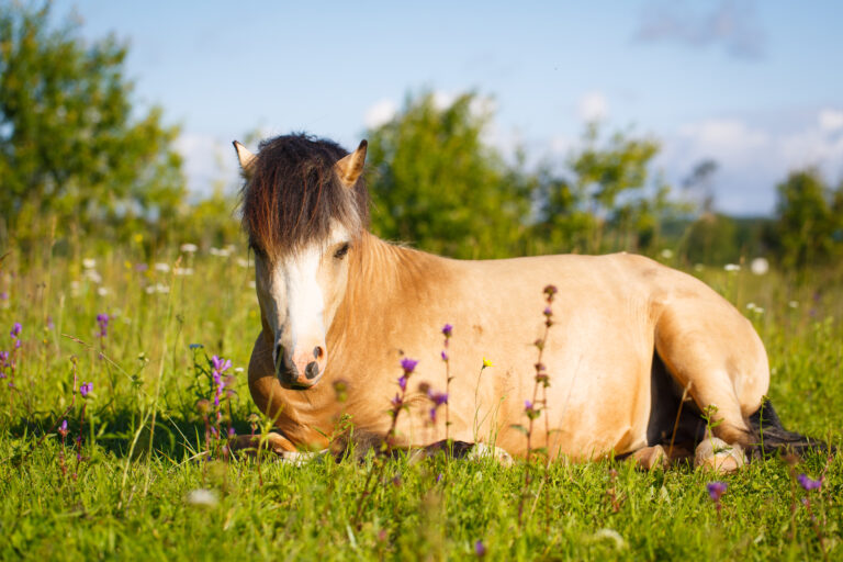 welsh pony