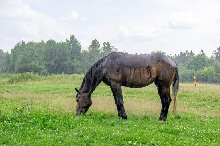 Brown horse grazing in the rain in a forest clearing on a summer day