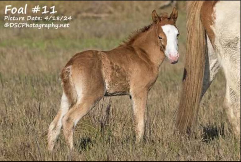 Foal11 v1