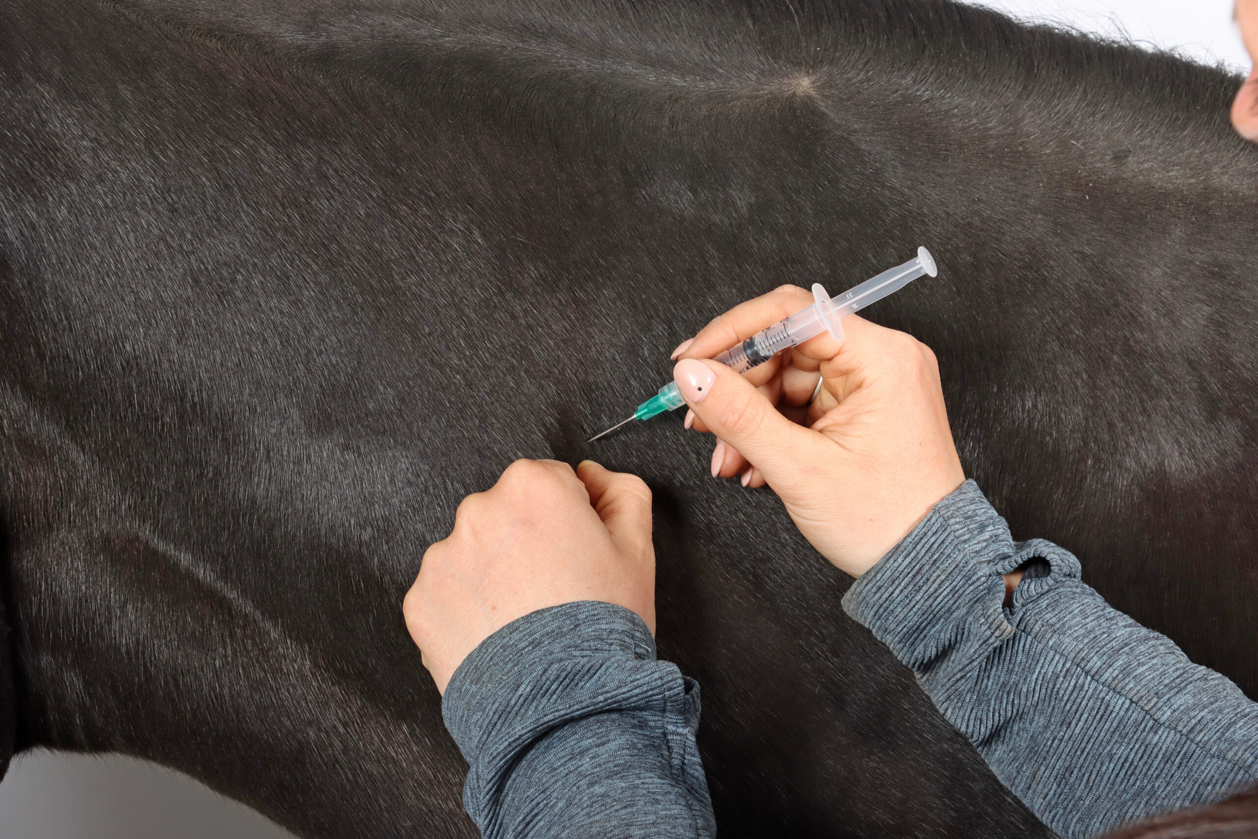 survey-tell-us-how-you-decide-when-to-vaccinate-your-horse-equus
