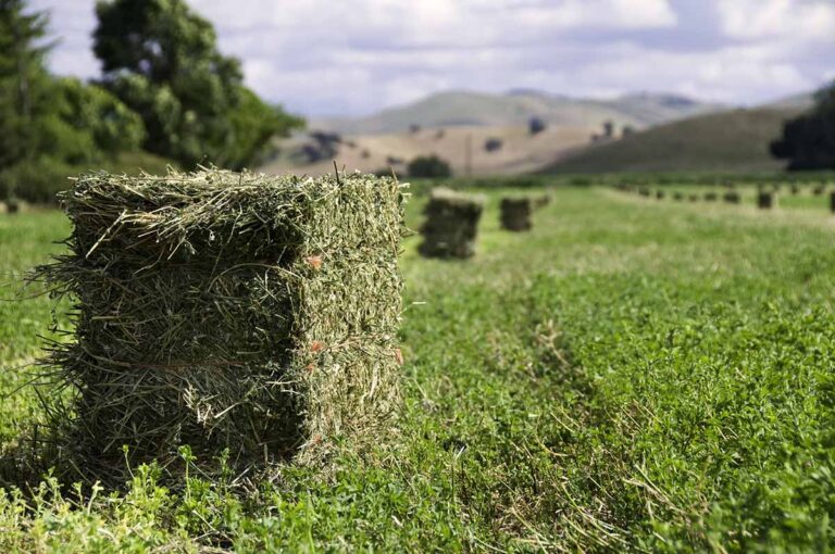 Alfalfa Harvest