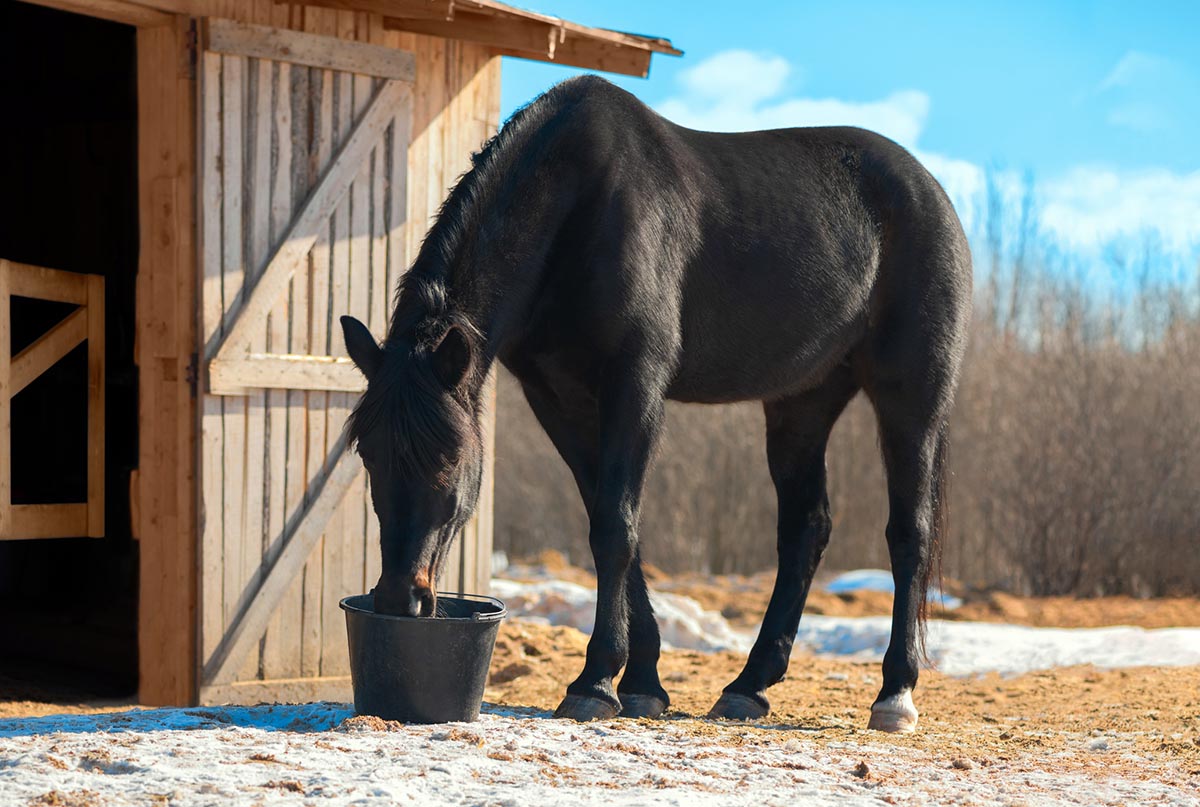 The horse is drinking a water from the plastic bucket near its stable in outdoors in winter