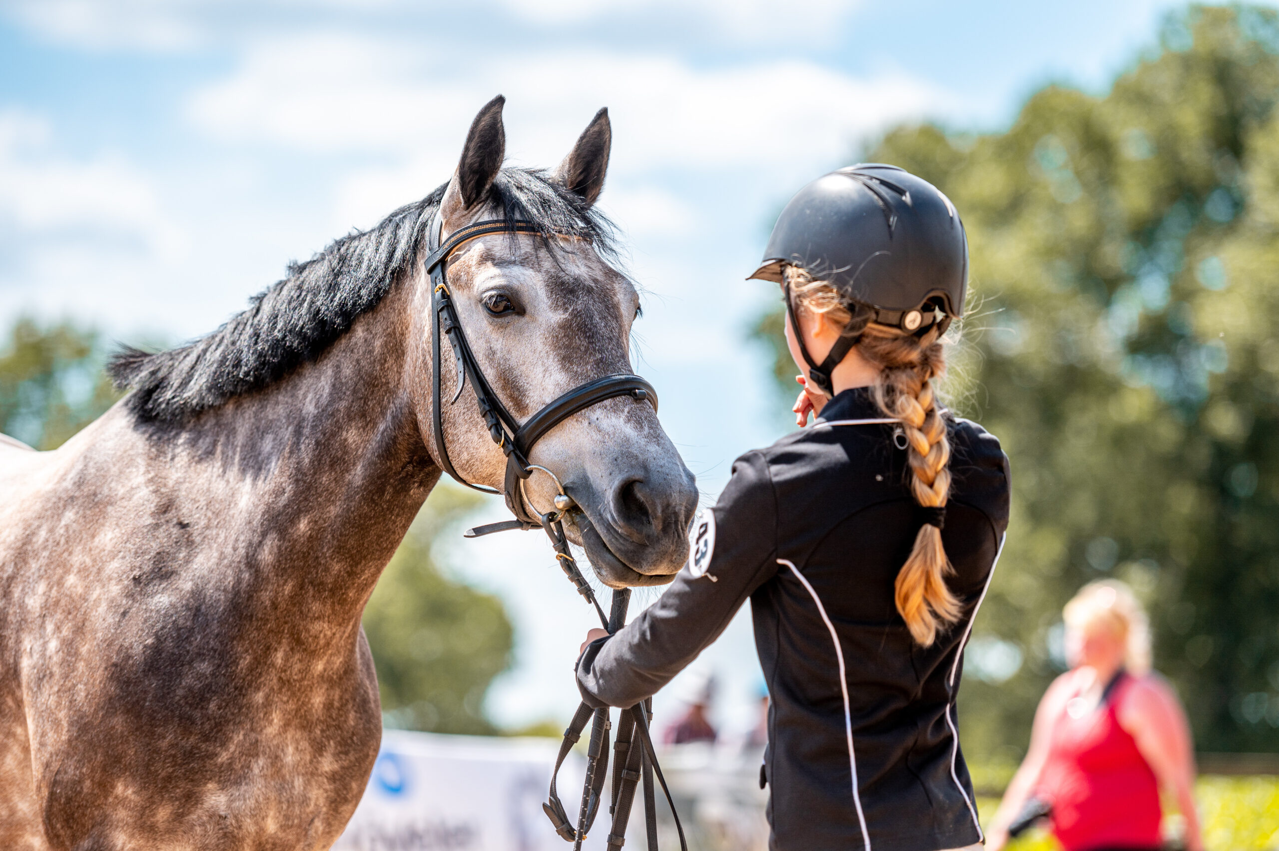 Horse show in hand, portrait of beautiful healthy horse
