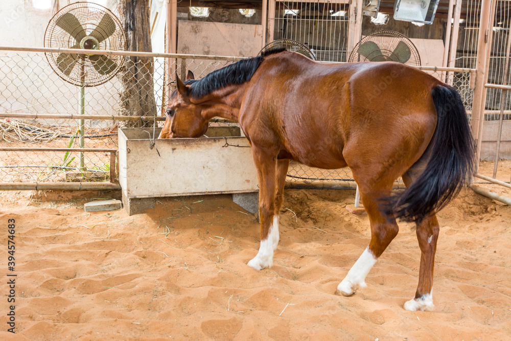 Agricultural FAN AdobeStock_394574683_Preview