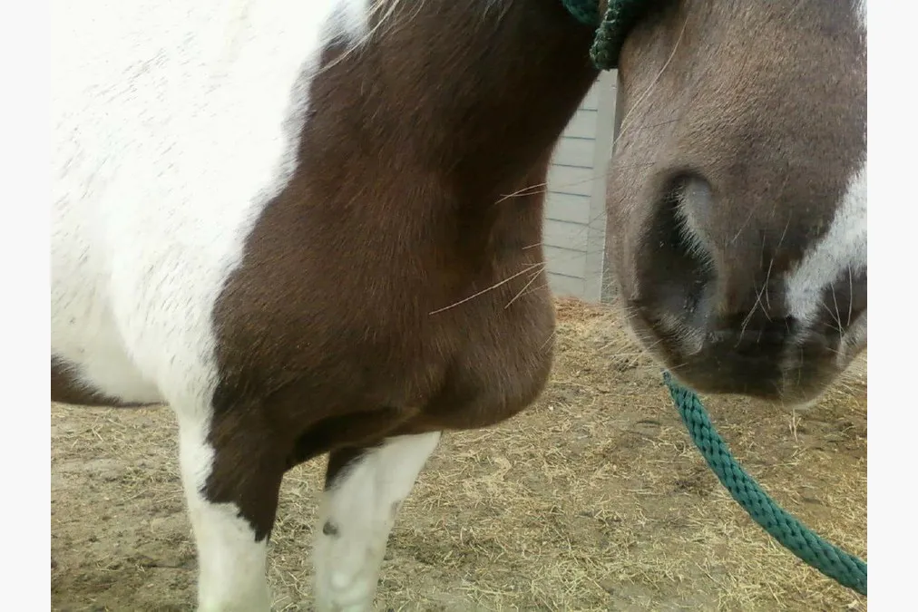Closeup of pinto horse with apparent swelling to chest. An external abscess causing characteristic chest swelling or ventral abdomen causes a distinctive "pigeon-breasted" appearance that gives pigeon fever the name.