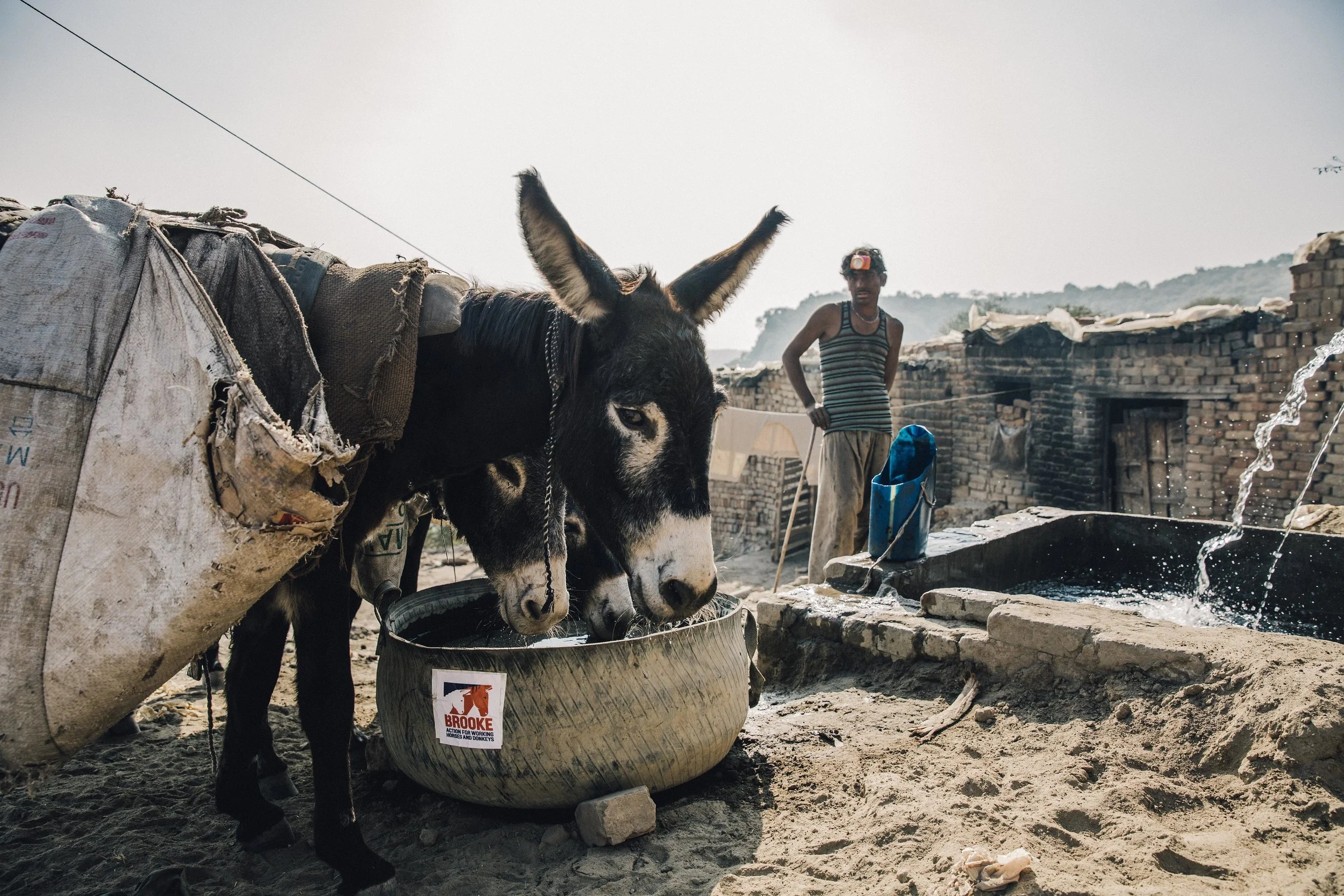 Image of Pakistani farm worker and tow donkeys drinking