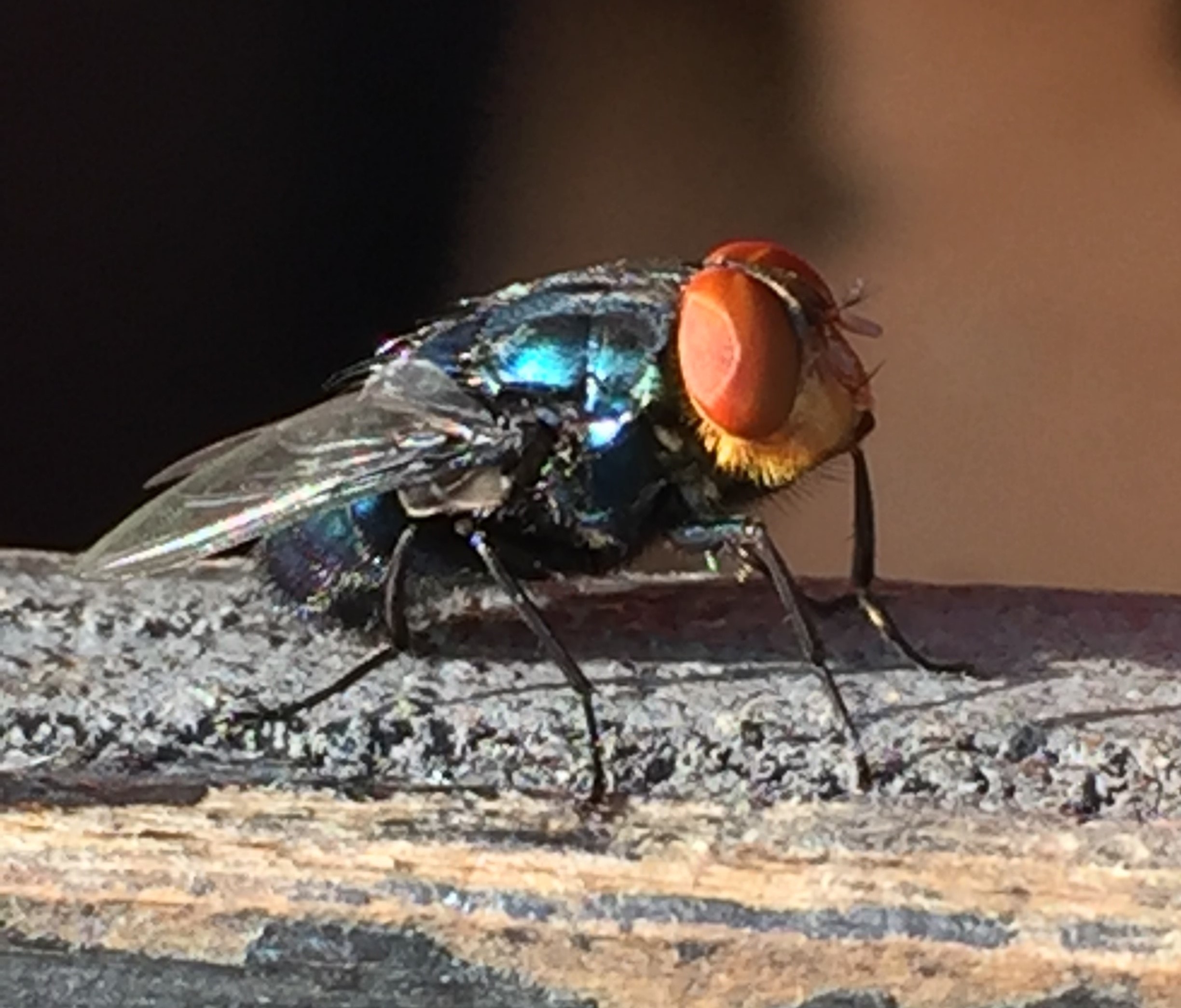 Profile closeup of NSW fly