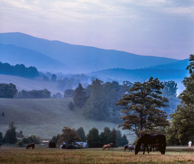 Image of horses grazing in rural Virginia pasture with Blue Ridge Mountains in background