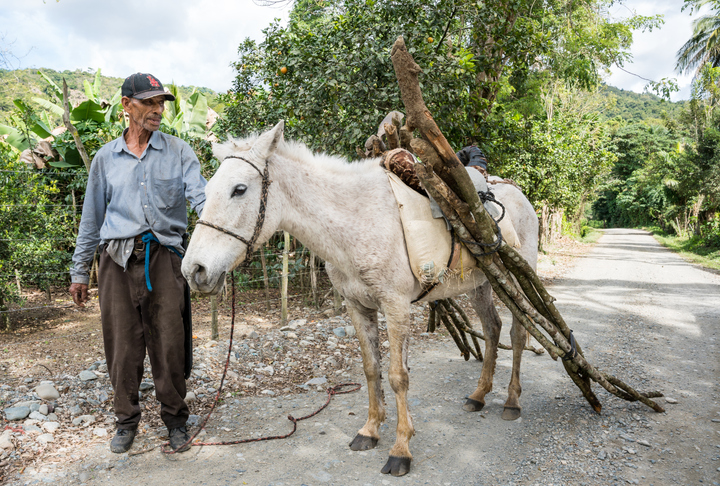 Man stands with gray horse toting pieces of wood in tropical setting