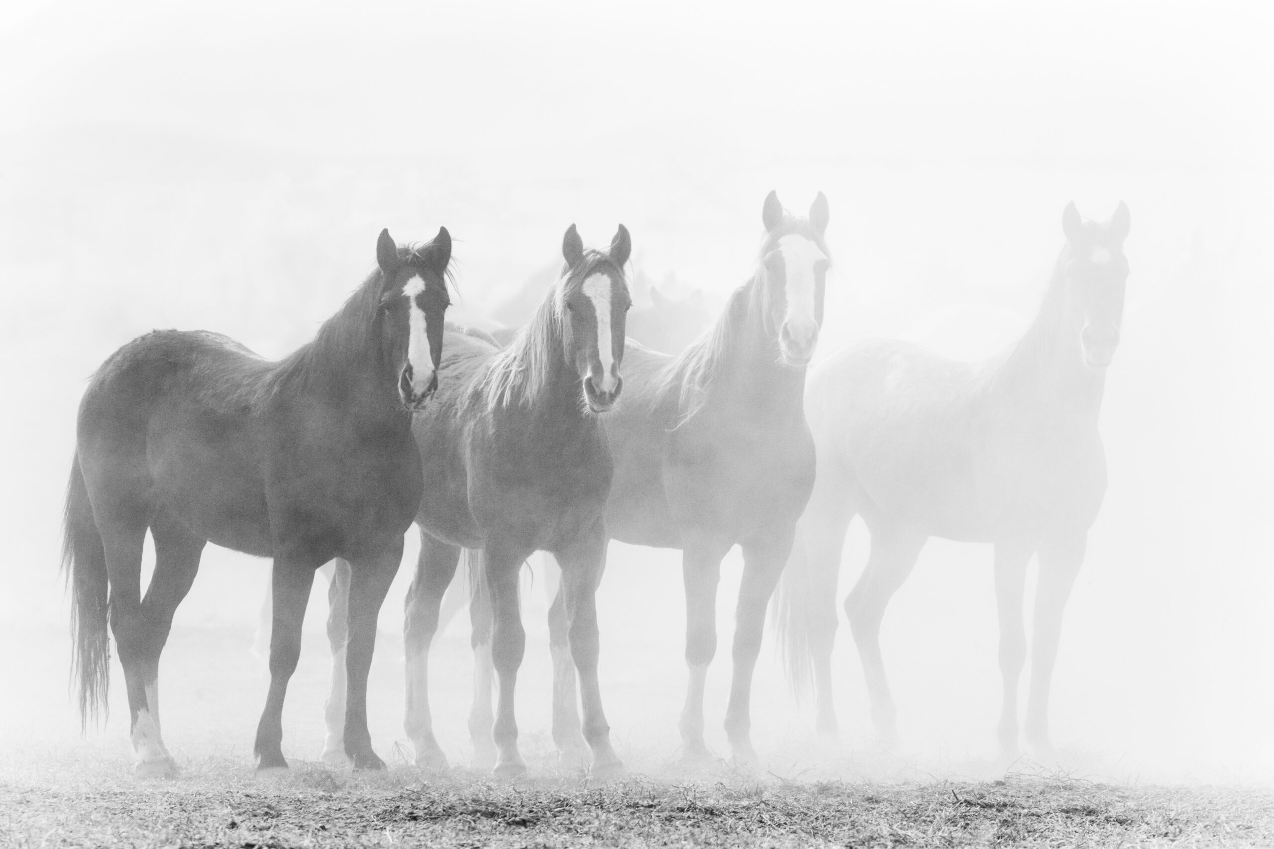 Black and white photo of ranch horses in a row, fading into a dusty background