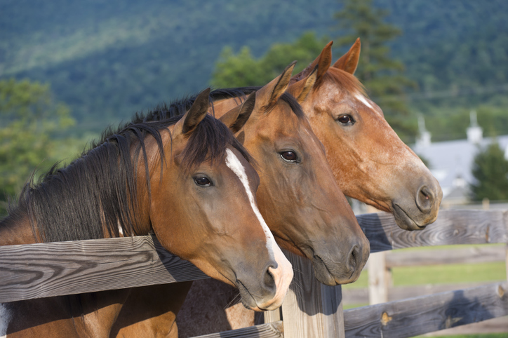 Closeup of a chestnut, brown and bay horse (with blaze) lined up with heads over the top rail of a fence
