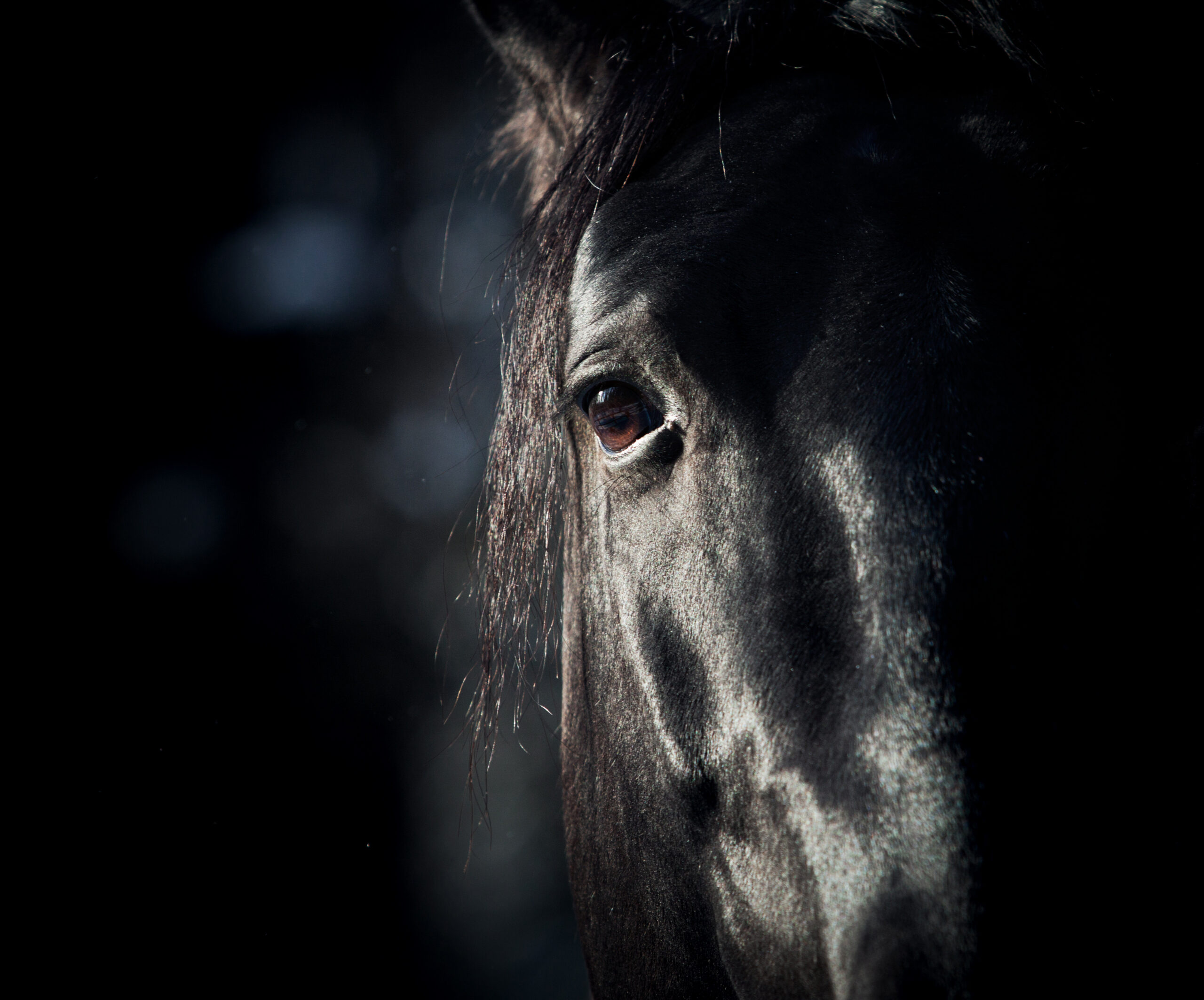 horse eye in dark