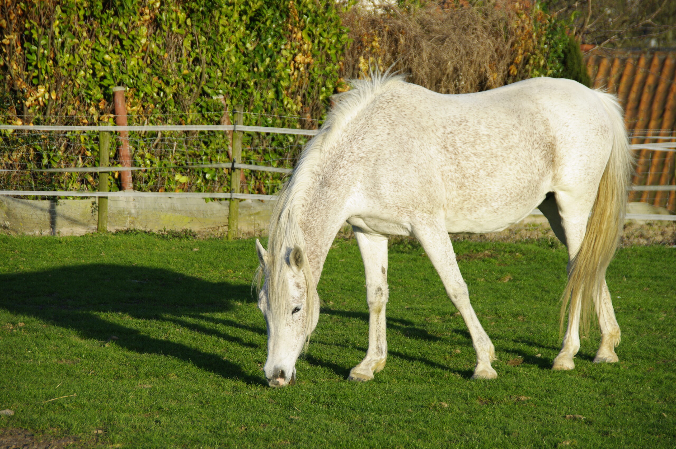 white horse
