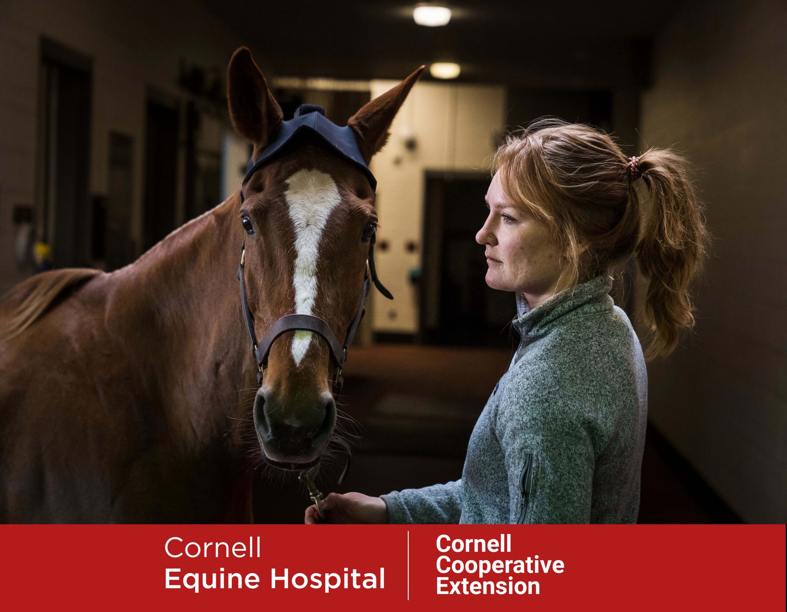 Equine ParkEquine Sports Medicine