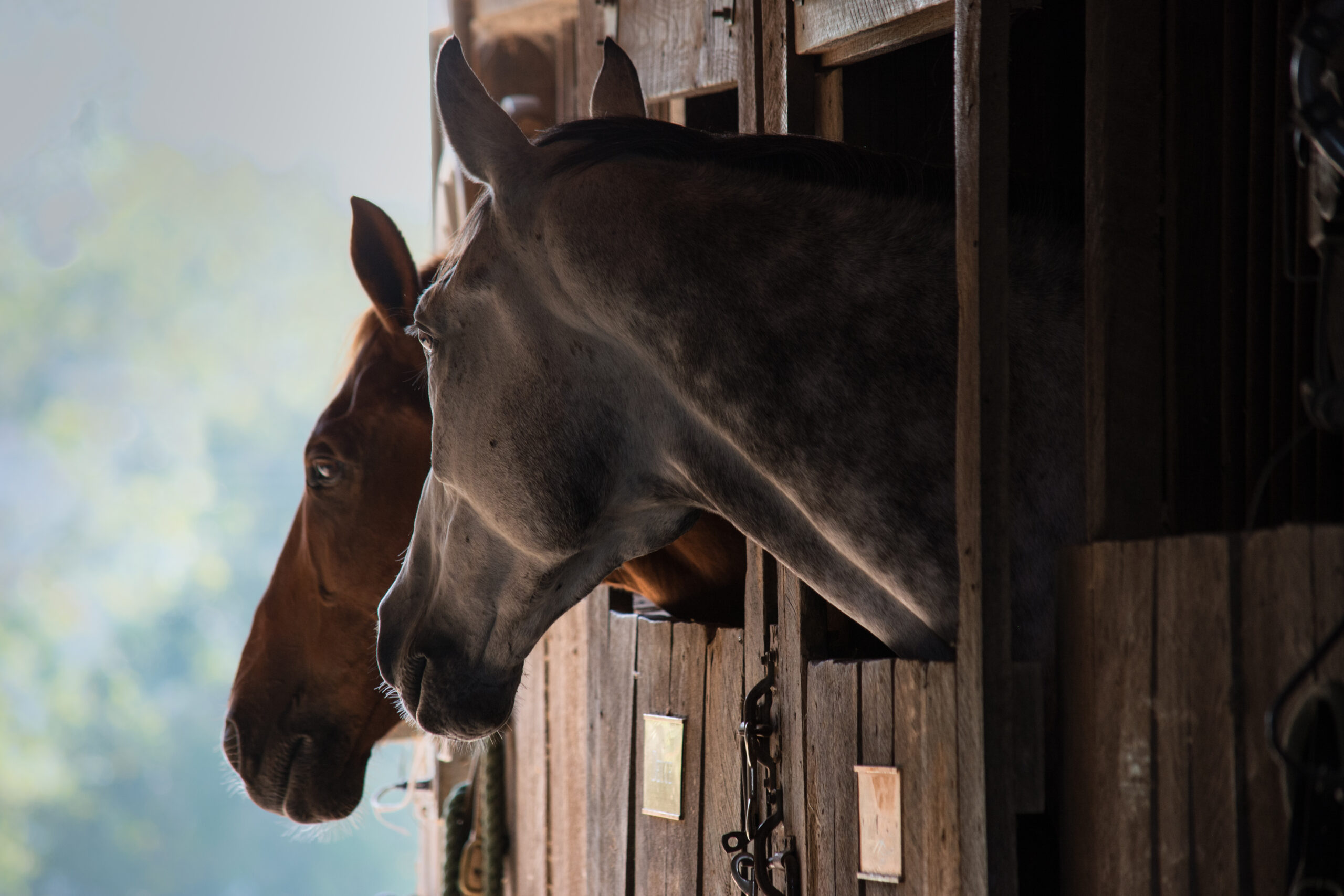 [Aggregator] Downloaded image for imported item #33592