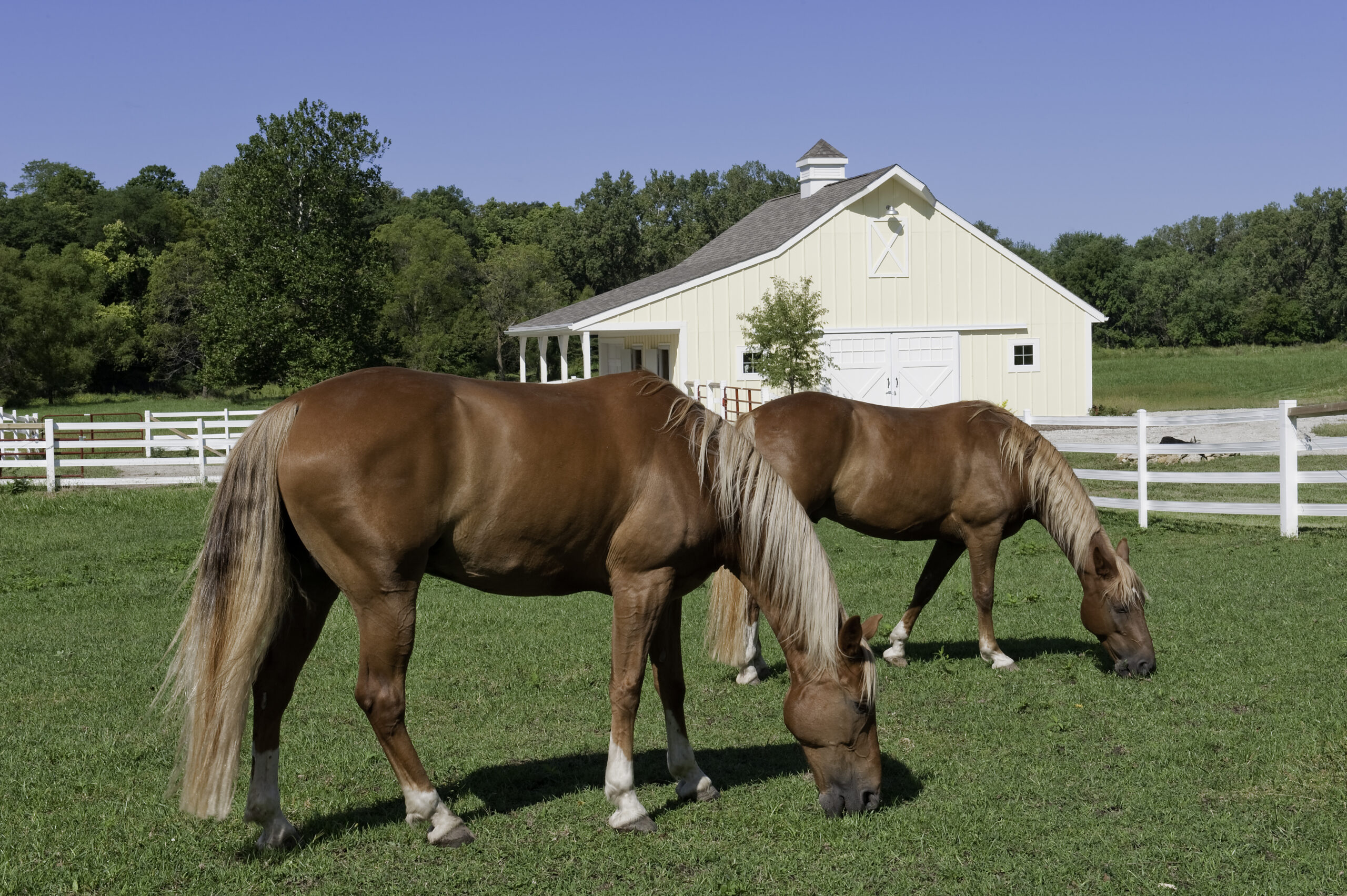 Two Horses Grazing