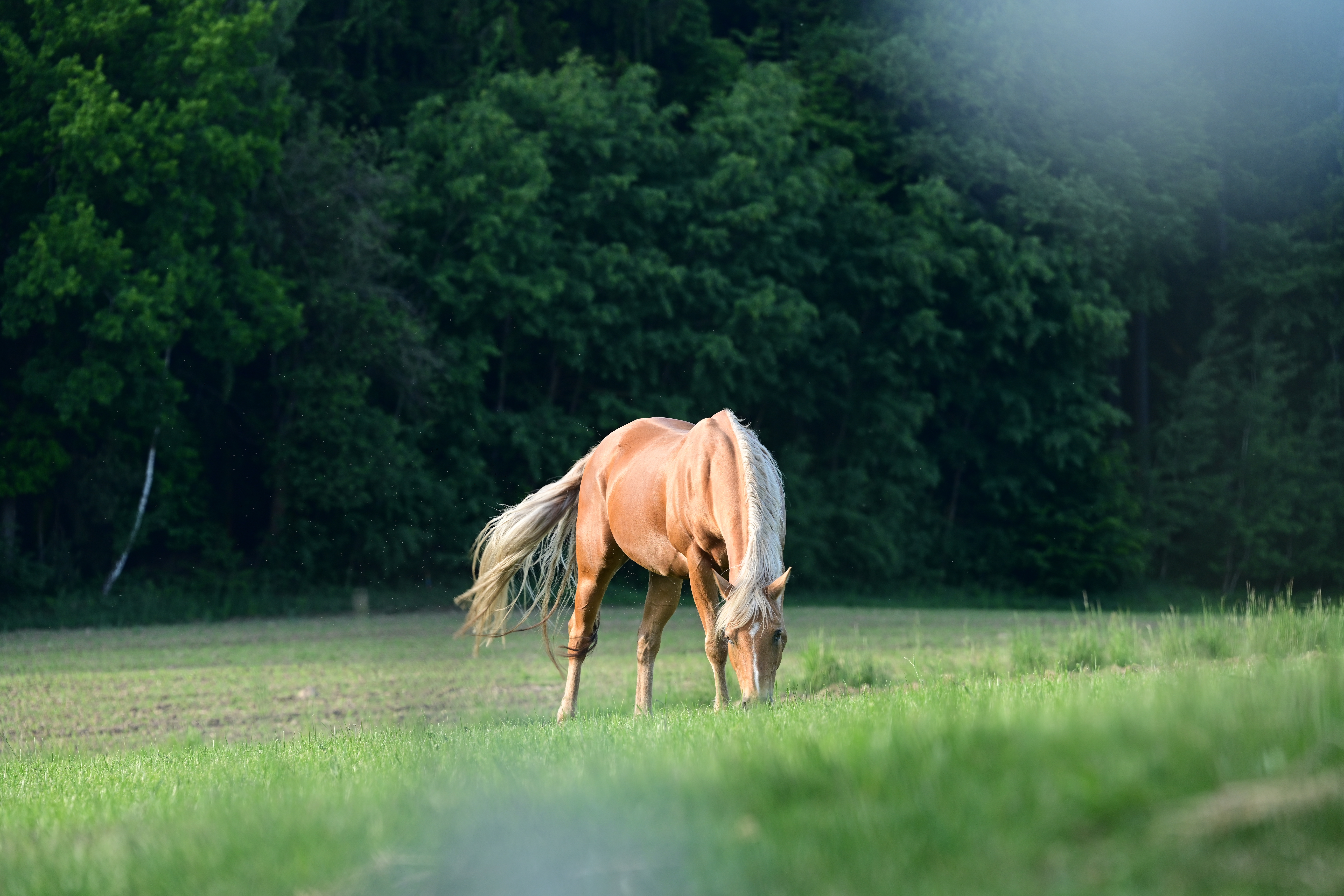 Pferd grast friedlich auf sommerlichen Wiese am Waldrand