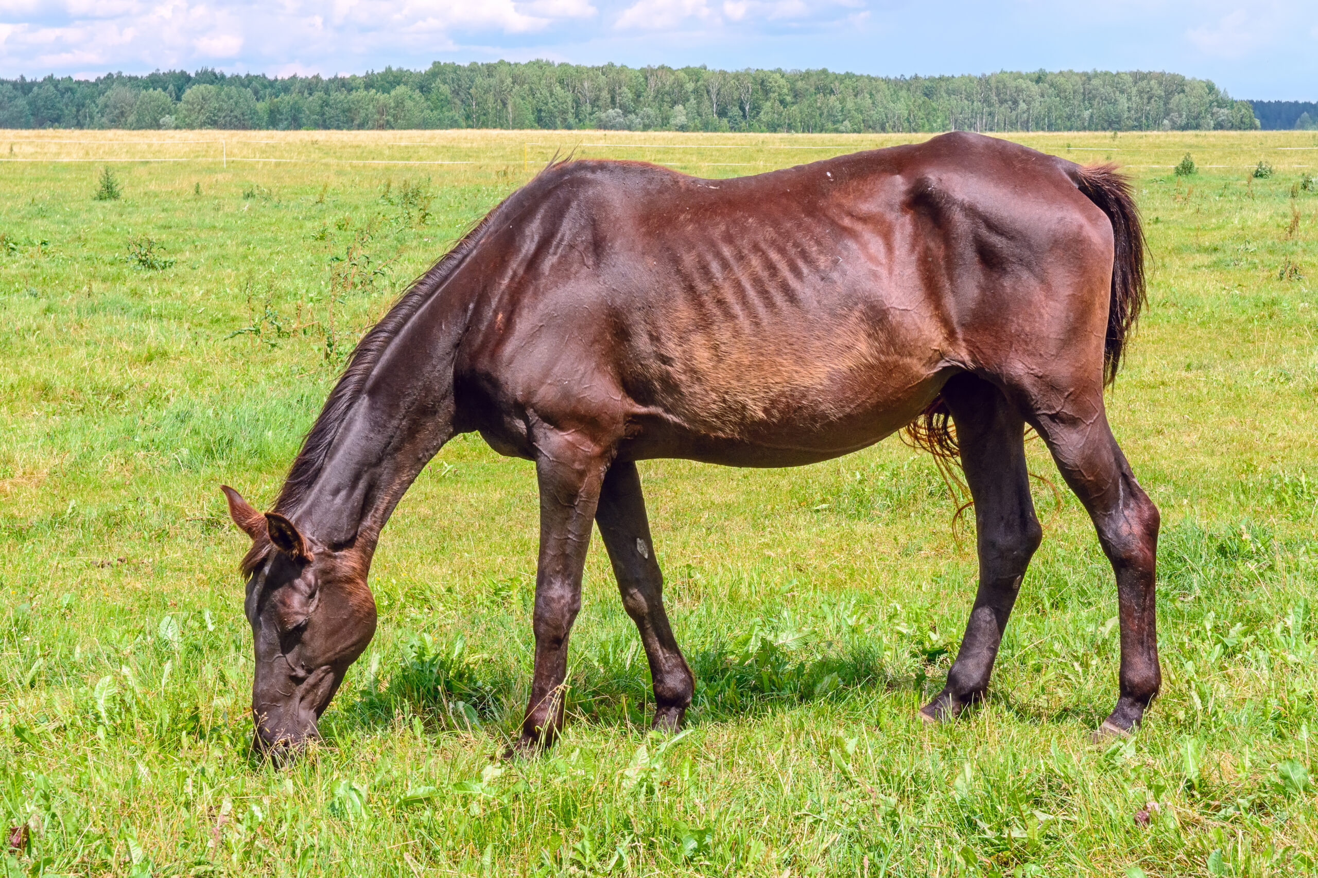 a thin horse walks on a green field