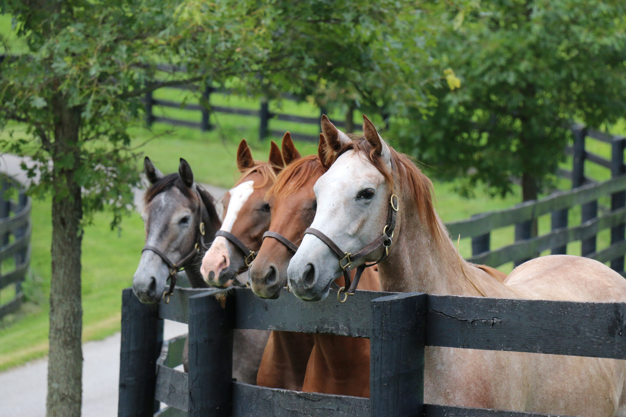 Thoroughbred yearlings