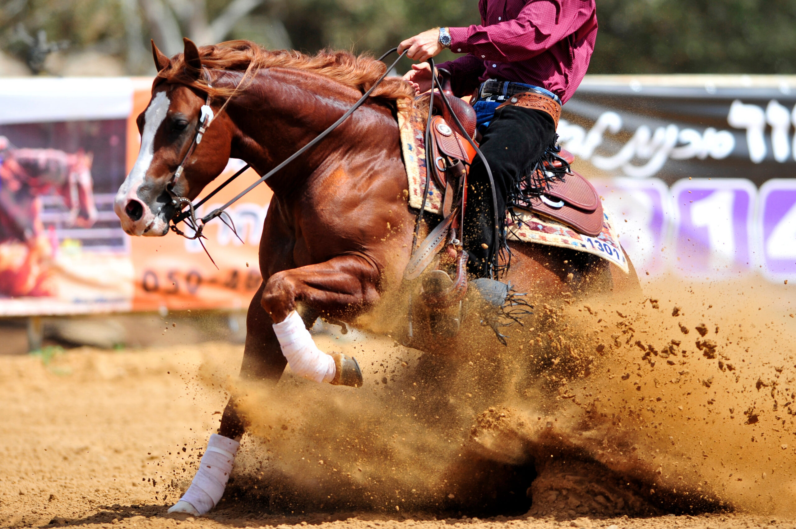 The side view of a rider stopping a horse in the sand