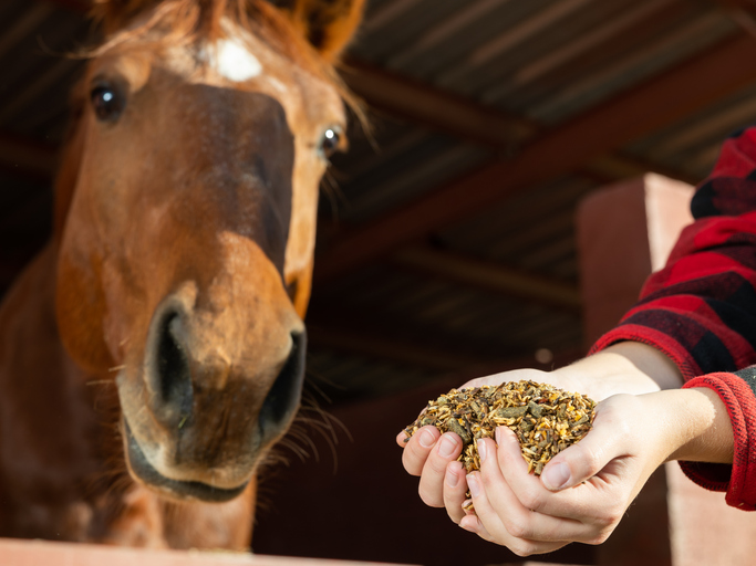 Cupped hands holding horse feed with a horse's head looking at them