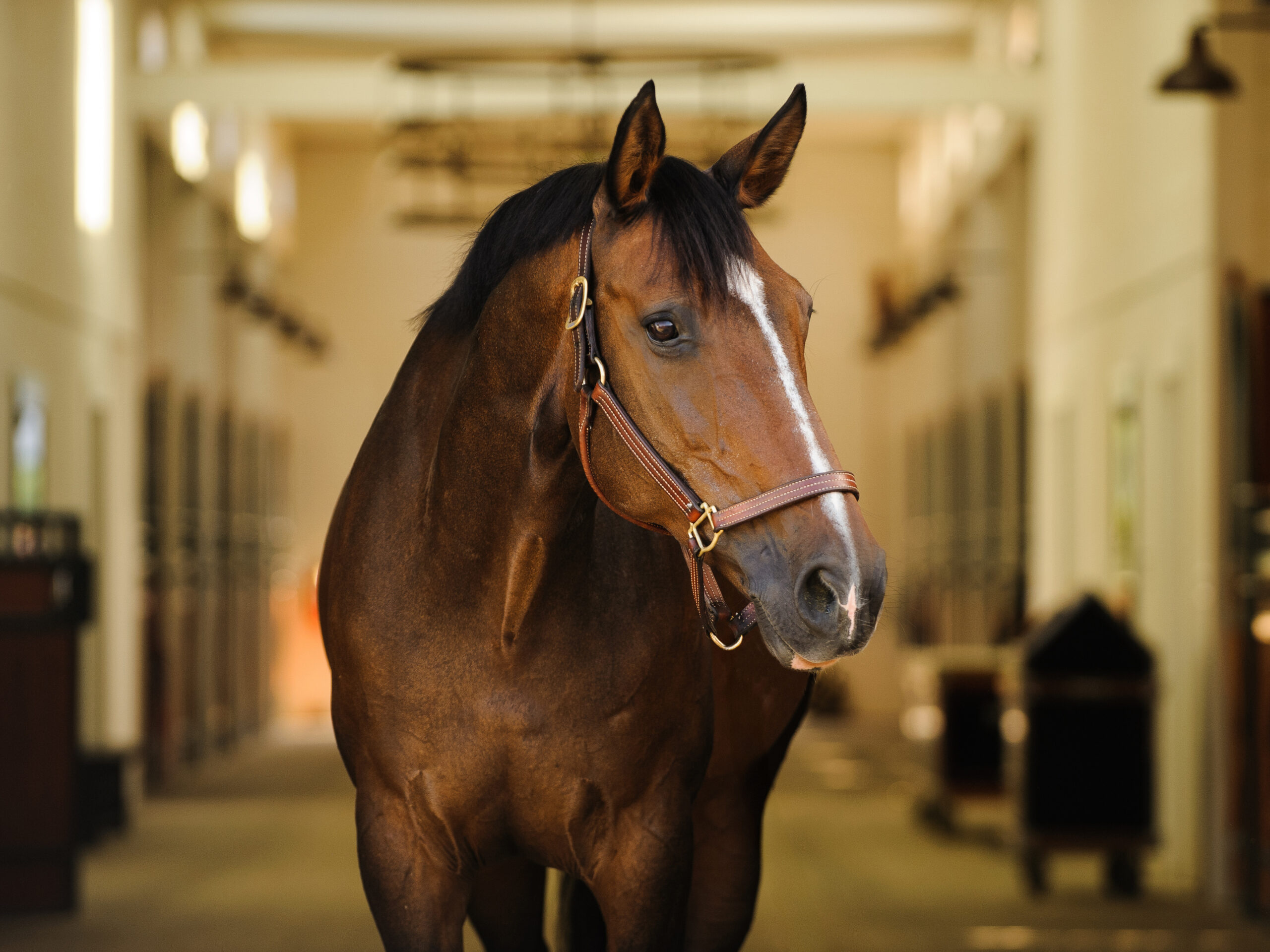 Warmblood dark ba horses standing in barn aisle with halter and