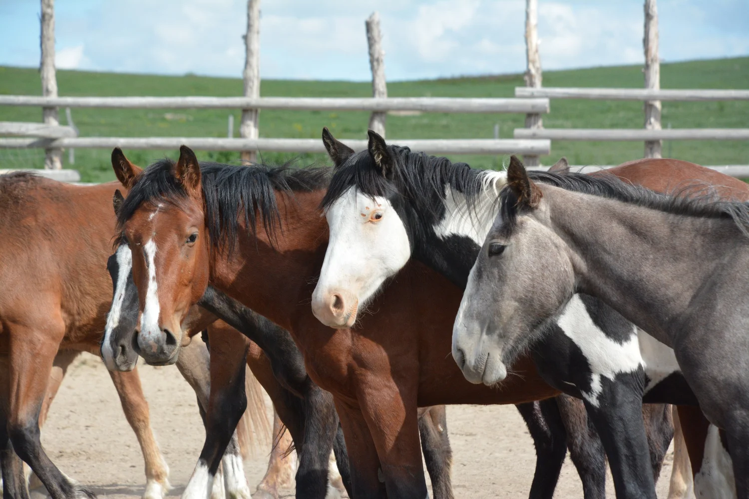 Group of horses in pen at Pine Ridge reservation