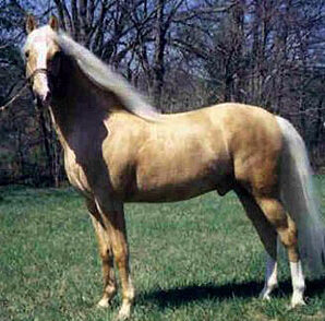 Mountain Pleasure Horse moves to 'critical' on Conservation Priority List