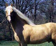 Palomino horse with flowing white mane and tial standing in green field with trees in background