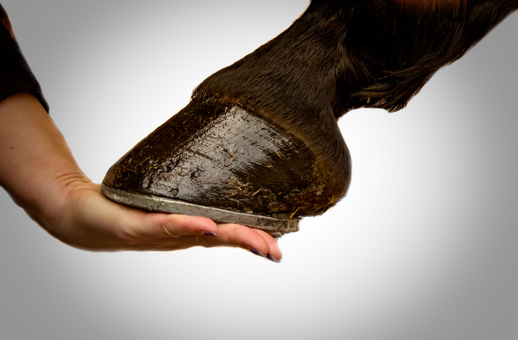 dark horse hoof being held by hand